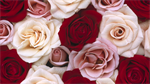 Fond d'écran gratuit de Fleurs - Roses numéro 60131